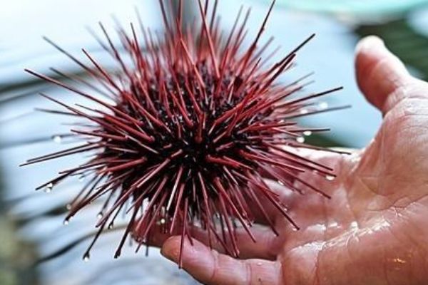 ������Ķ������ĸ����� ������Ķ���ǰʮ����