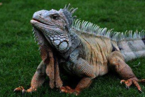 ������Ķ������ĸ����� ������Ķ���ǰʮ����