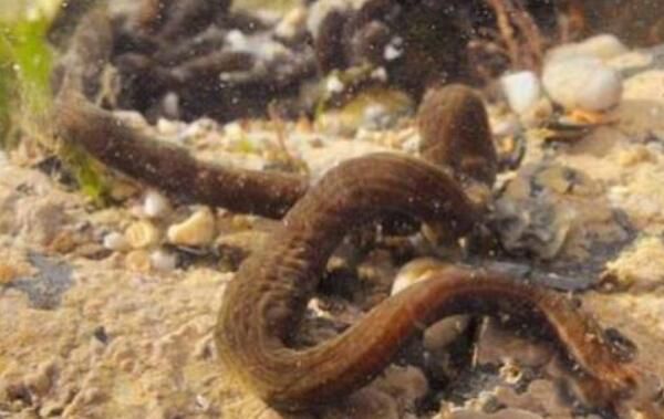 Ŧ����ʲô���� Ŧ����ж೤ͼƬ