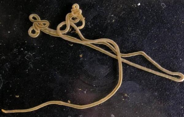 Ŧ����ʲô���� Ŧ����ж೤ͼƬ