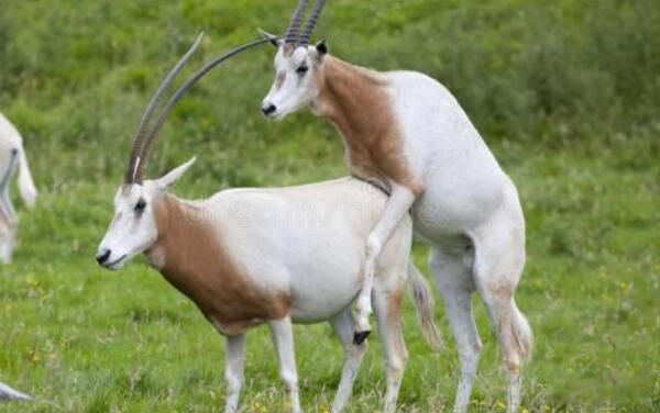 Ŧ����ʲô���� Ŧ����ж೤ͼƬ