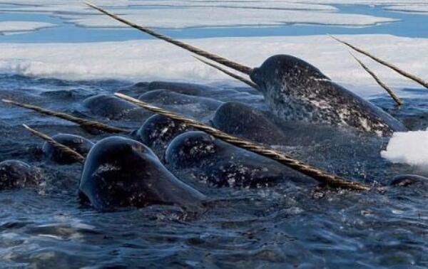 Ŧ����ʲô���� Ŧ����ж೤ͼƬ