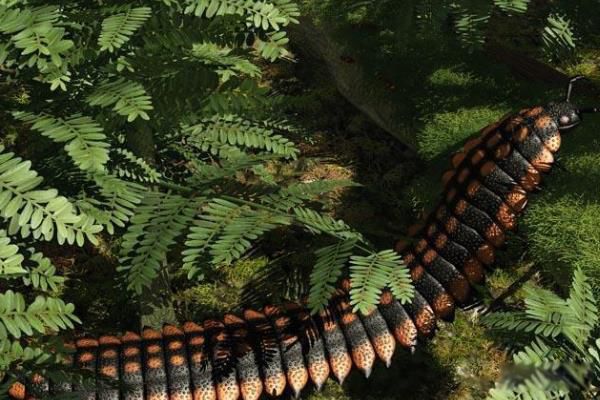 Զ�����泤ʲô��ͼƬ Զ������Ϊʲô���