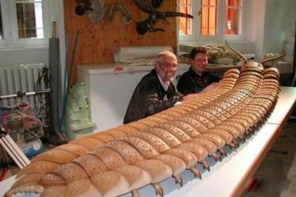 Զ�����泤ʲô��ͼƬ Զ������Ϊʲô���