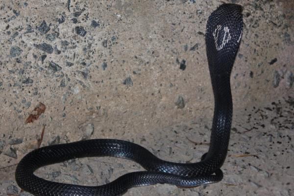 �л��۾�������ϰ��ͼƬ �л��۾��߼�����������