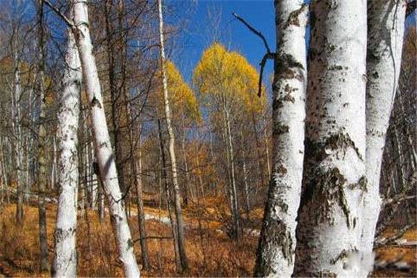 ��������ıȸ���Ӳ�� ������Ӳ���Ƕ���