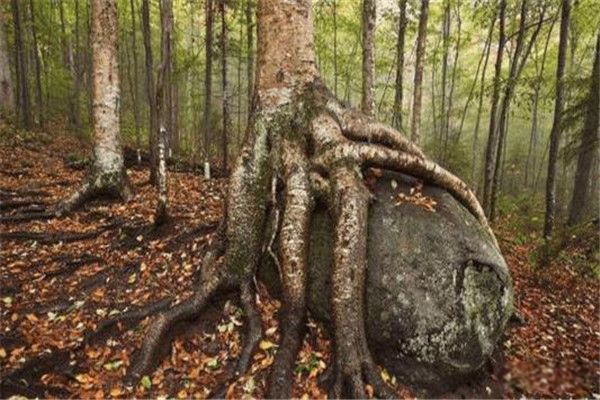 ��������ıȸ���Ӳ�� ������Ӳ���Ƕ���