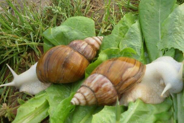 白玉蜗牛是入侵物种吗 白玉蜗牛是什么动物