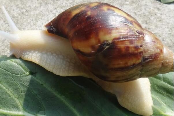 ������ţ������������ ������ţ��ʲô����