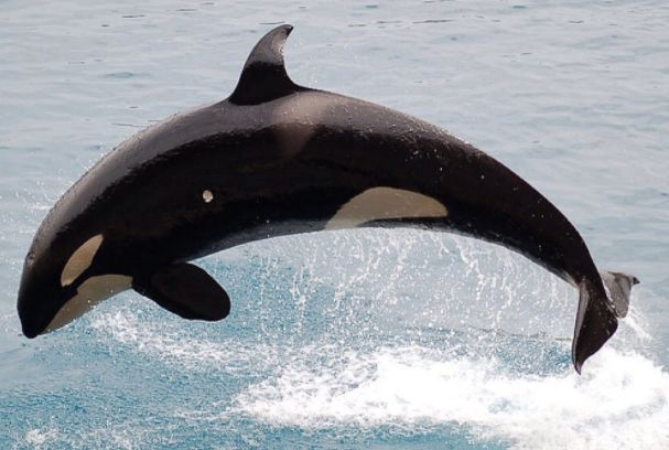 虎鲸是海豚还是鲸鱼? 虎鲸的天敌是什么海洋动物