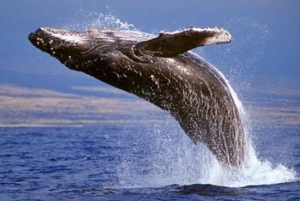 ��ͷ��Ϊʲô�򻢾� ��ͷ���򻢾��������