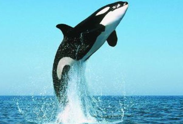 ��ͷ��Ϊʲô�򻢾� ��ͷ���򻢾��������