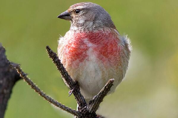 �����춥ȸ��ʲô�� �ǹ��Ҽ�����������