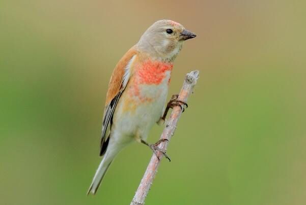 �����춥ȸ��ʲô�� �ǹ��Ҽ�����������