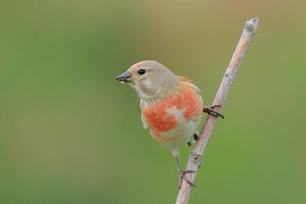 �����춥ȸ��ʲô�� �ǹ��Ҽ�����������