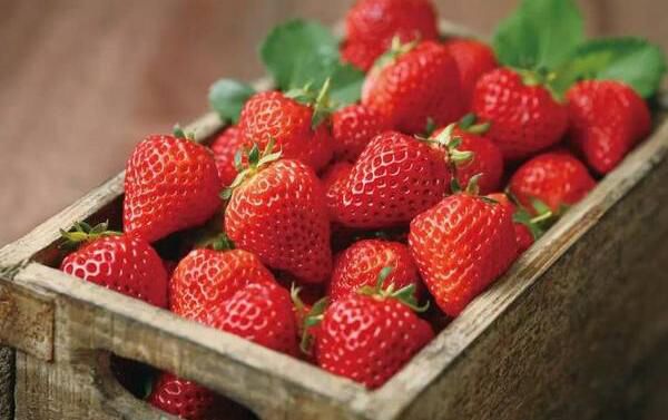 ��ݮ�ܷű��䱣���� ��ݮ�����ʱ��