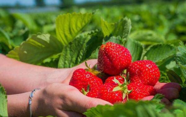 ��ݮ�ܷű��䱣���� ��ݮ�����ʱ��