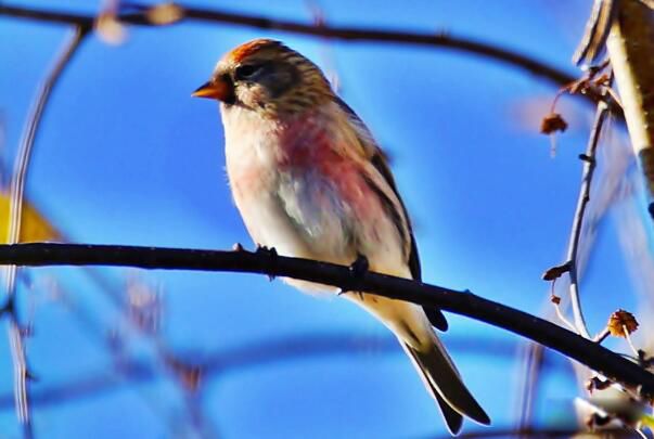 �����춥ȸ��ʲô�� �ǹ��Ҽ�����������