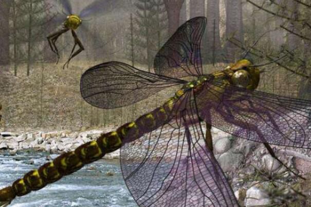 巨脉蜻蜓图片有多大? 巨脉蜻蜓灭绝了吗
