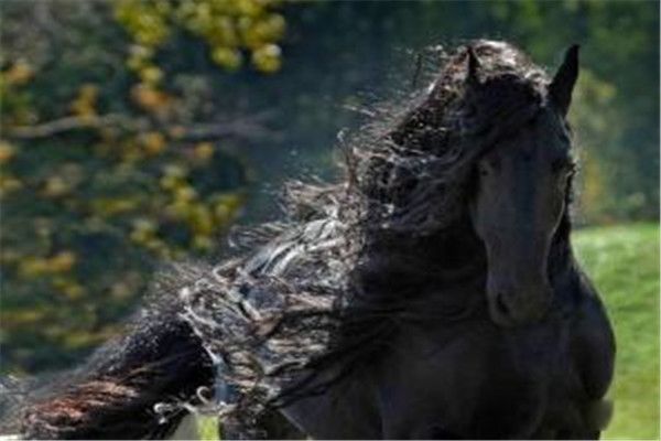 腓特烈二世马是什么品种 腓特烈二世为什么叫世界奇迹有多帅