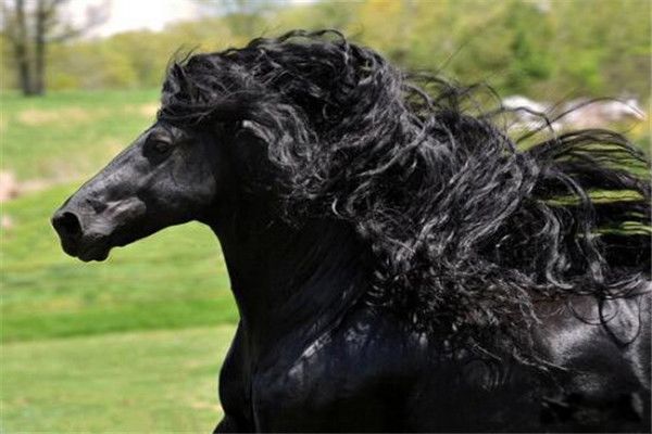 腓特烈二世马是什么品种 腓特烈二世为什么叫世界奇迹有多帅