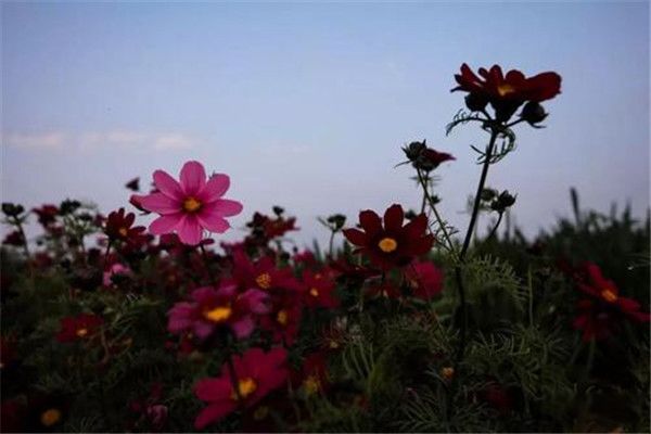 ����������ʲô��˼ ����������Զ�������ܻ������