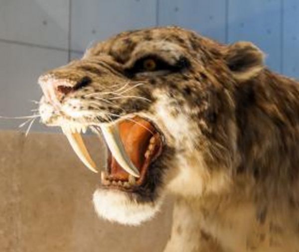 �б�ʨ�ͽ��ݻ�˭���� �б�ʨ�ͽ��ݻ����Ͷ��