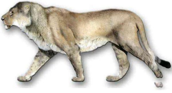 �б�ʨ�ͽ��ݻ�˭���� �б�ʨ�ͽ��ݻ����Ͷ��