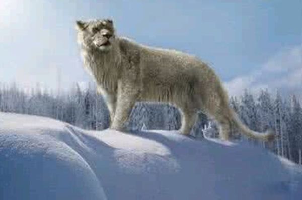 �б�ʨ�ͽ��ݻ�˭���� �б�ʨ�ͽ��ݻ����Ͷ��