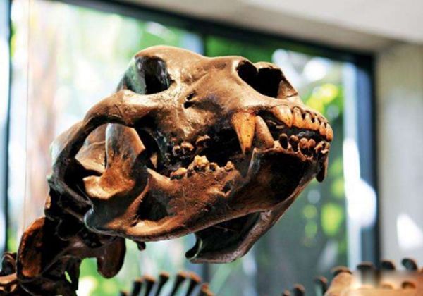 �б�ʨ�ͽ��ݻ�˭���� �б�ʨ�ͽ��ݻ����Ͷ��