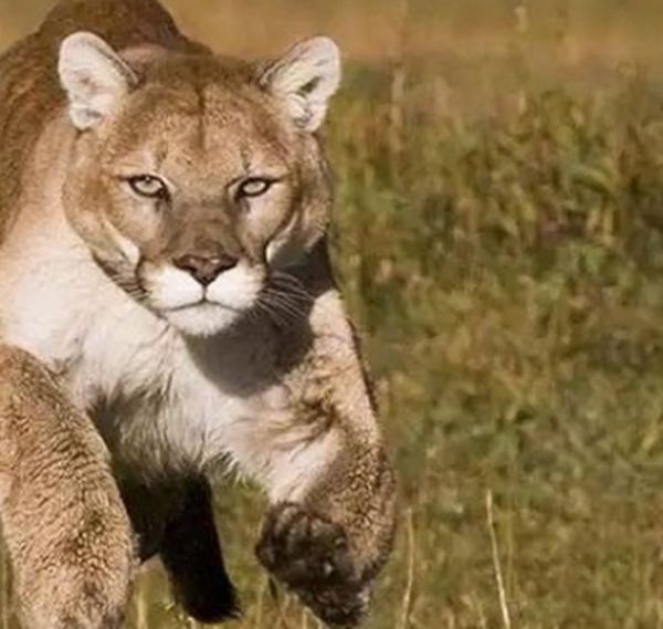 �б�ʨ�ͽ��ݻ�˭���� �б�ʨ�ͽ��ݻ����Ͷ��