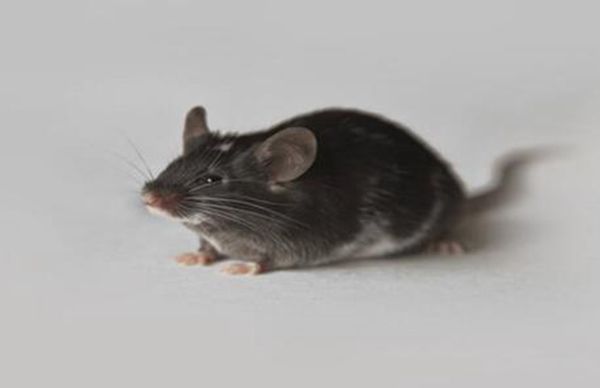 �������˴���ʲôΣ�� ������������ô�ܳ�������