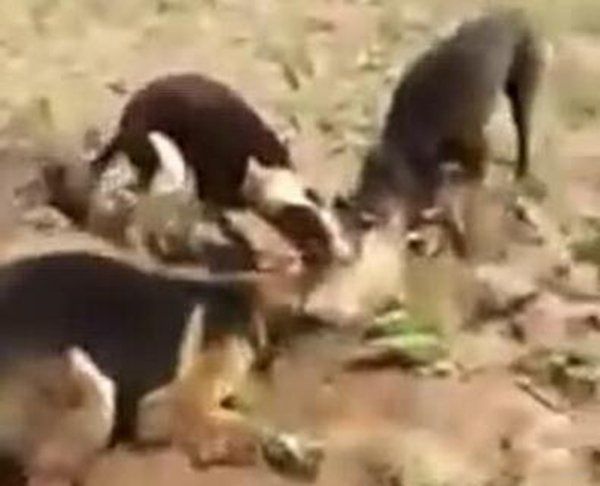 ������������ʮ�������� ���������������¼�ʼĩ