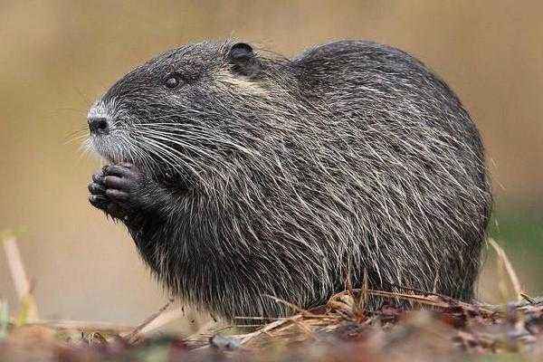 ������������ʮ�������� ���������������¼�ʼĩ