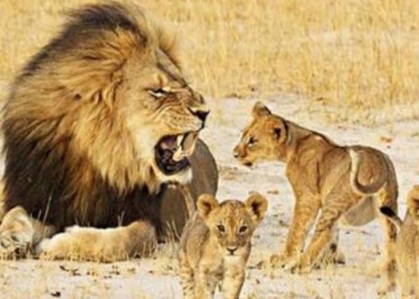 �б�ʨ�ͽ��ݻ�˭���� �б�ʨ�ͽ��ݻ����Ͷ��