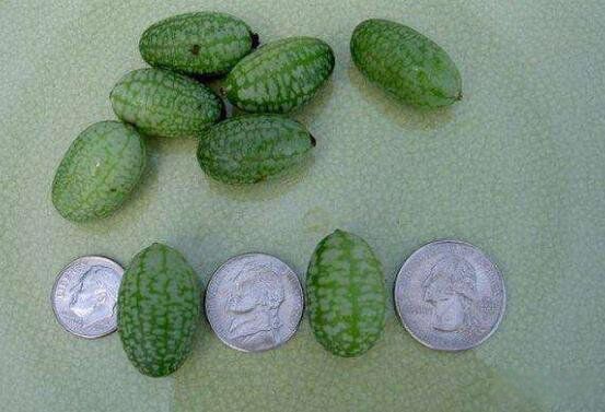 ��С����Ʒ���ж�С Ĵָ������ϳ�ʲô��