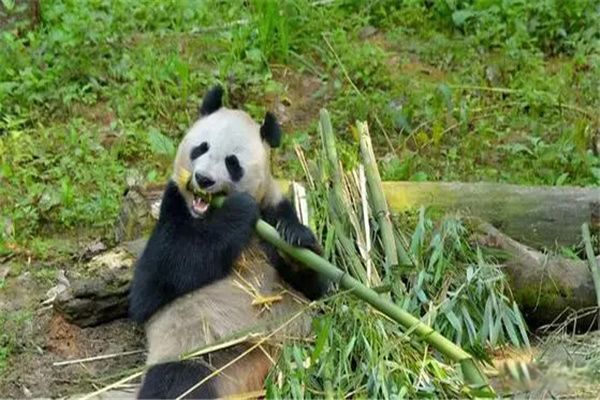 ����è�������ص� ����è��ʲôʳ��Ϊ��