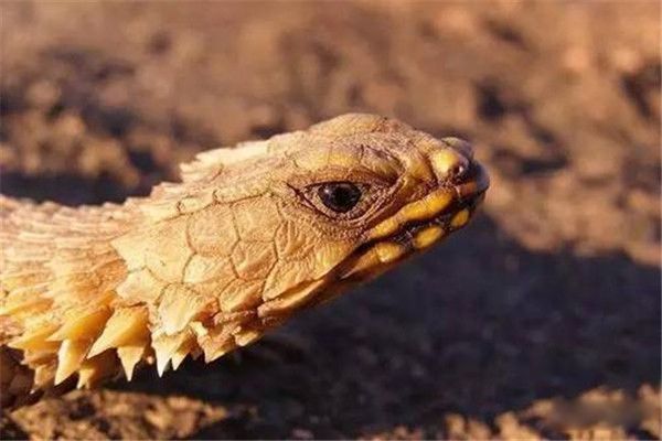 �Ϸ��������Ǳ��������� �Ϸ�������������