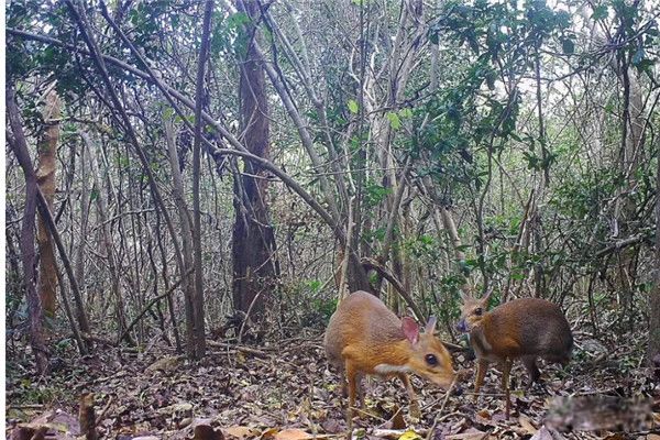 ��¹��ʲô����?��ʲô���� ��¹�Ǽ�����������