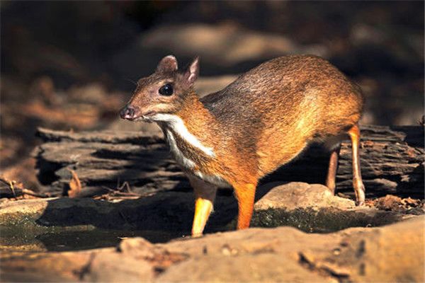 ��¹��ʲô����?��ʲô���� ��¹�Ǽ�����������