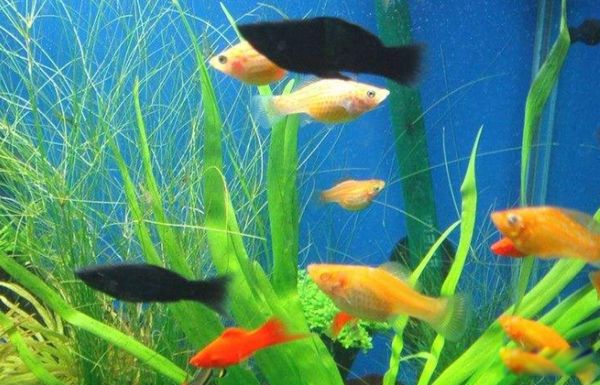 ������������ͼƬ��ȫ��ʲô�� �������ĺ�������ǰʮ