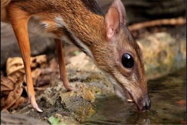 ��¹��ʲô����?��ʲô���� ��¹�Ǽ�����������