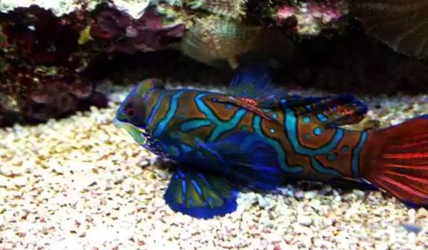 ������������ͼƬ��ȫ��ʲô�� �������ĺ�������ǰʮ