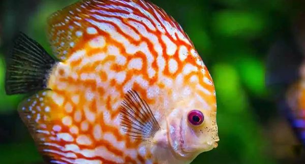 ������������ͼƬ��ȫ��ʲô�� �������ĺ�������ǰʮ