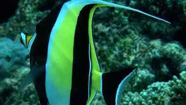 ������������ͼƬ��ȫ��ʲô�� �������ĺ�������ǰʮ