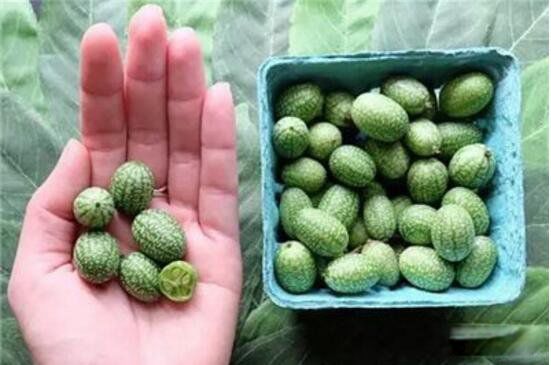 ��С����Ʒ���ж�С Ĵָ������ϳ�ʲô��