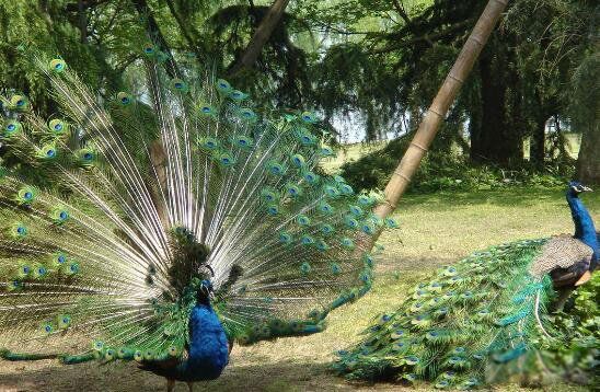 �̿�ȸ��ʲô��ȸ���� �̿�ȸ�Ǽ�����������