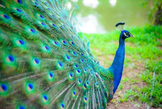 �̿�ȸ��ʲô��ȸ���� �̿�ȸ�Ǽ�����������