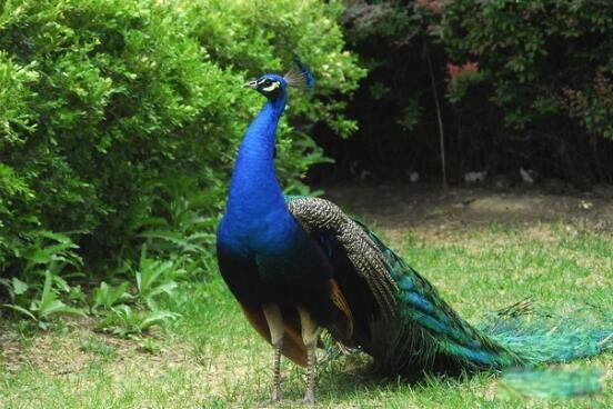 �̿�ȸ��ʲô��ȸ���� �̿�ȸ�Ǽ�����������