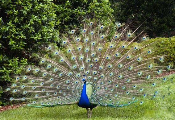 �̿�ȸ��ʲô��ȸ���� �̿�ȸ�Ǽ�����������